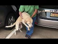 Cheeto is moved to Texarkana Animal League