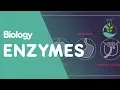 Enzymes Cells Biology FuseSchool
