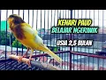 Download Lagu Kenari Paud Belajar Bunyi Ngeriwik \