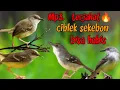 Download Lagu HATI HATI KALO PAKE Mp3 INI  || SUARA PIKAT BURUNG CIBLEK TERGANAS