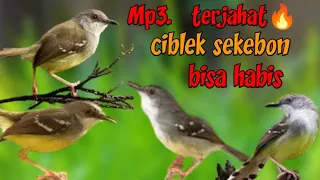 Download HATI HATI KALO PAKE Mp3 INI  || SUARA PIKAT BURUNG CIBLEK TERGANAS MP3