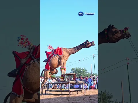 Dancing Camel Goes Viral #Camel #CamelDance #AnimalShorts #ViralShorts #Shorts #Trending #Dance