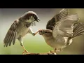 Download Lagu Audio masteran BURUNG SIKATAN LONDO VS GREJA TARUNG