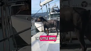 #fyp #dream #doberman #pets #boat