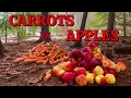 I Left 40 POUNDS of APPLES and CARROTS in the Woods I Didn t Expect This Animal to Show Up
