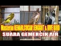 Download Lagu Mix Masteran KENARI,CUCAK JENGGOT \u0026 lOVE BIRD + SUARA GEMERCIK AIR