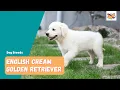 English Cream Golden Retriever A Complete Visual Guide To This Stunning Dog