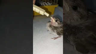 انقاذ عصفور بلدي صغير ونديله اكل اي عصفور بلدي طائر Animal 