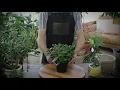 How to Care for Jade Plants Indoor Growing Guide