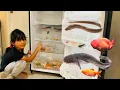 Menemukan Ikan Dalam Kulkas Ikan Channa, Lele, Koi, Koki, Glofish, Molly, Cupang, Ikan Sapu Sapu