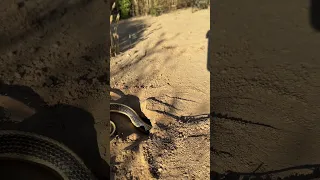 Coast Patch Nosed Snake -found this little guy while on our evening hike last night. #snake #snakes￼