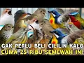 Download Lagu GAK PERLU BELI BURUNG JUTAAN KALO CUMA 25 RIBU SUDAH SEMEWAH INI MUDAH BUNYI KICAUANNYA NGILU