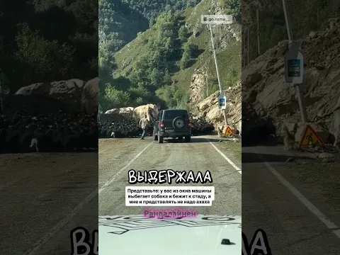 Когда у тебя пастушья порода 😹