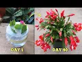 EASIEST SUCCESSFUL Way to Propagate Christmas Cactus Plant from Cuttings at Home