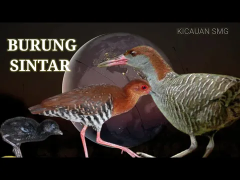 Download MP3 BURUNG SINTAR MALAM AMPUH 100%