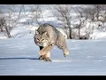 Bobcat Size Comparison How Big are Bobcats Bobcat size comparison