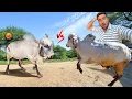 Download Lagu Arjun Vs Lilda Bull Fight🤬Kon Hai Powerful Bull🐂