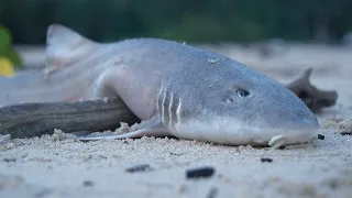 Survival with Shark tank