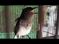kacer terotol belajar bunyi