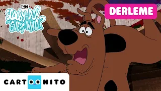 Hem korku hem macera! 😱 | SCOOBY DOO BİL BAKALIM KİM? | @CartoonitoTurkiye