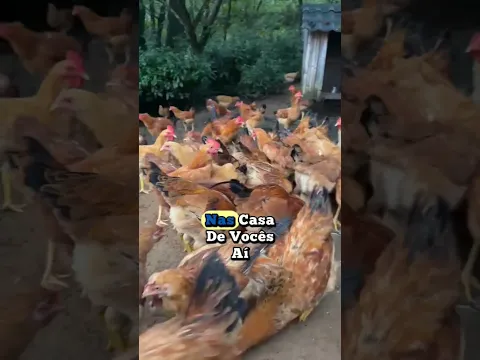 quem cria galinha na roça sabe: isso aqui não tem preço! 🐔🌱 #vidanaroca #criacaodegalinha #rural