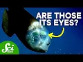 Lagu The Strange Mystery of the Barreleye Fish