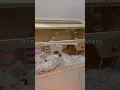 Download Lagu Hy ..... this is comott new home ✨ #hamster #pets #pebmemori #animals