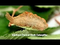 Asps vs non-stinging caterpillars
