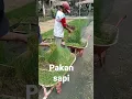 Download Lagu cara membuat pakan ternak sapi modern