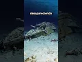 Download Lagu Titanic Está Desapareciendo En El Mar 🤔