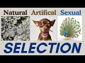 Natural Selection What Every AP Bio Student Needs to Know