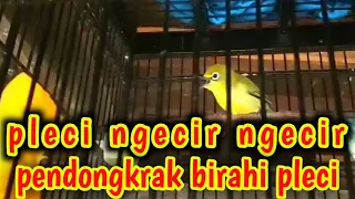 Download pleci ngecir ngecir pendongkrak birahi pleci agar pleci buka paruh dan pleci gacor. MP3