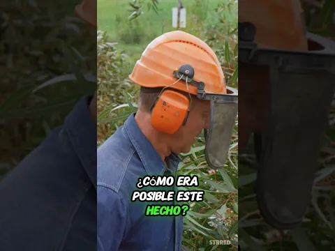 Este árbol guardaba un secreto oculto… ¡Ni los leñadores podían creerlo! 😱