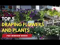 Top 5 Draping Flowers and Plants for Window Boxes