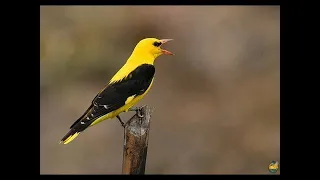 صوت ابو صفير دندنها