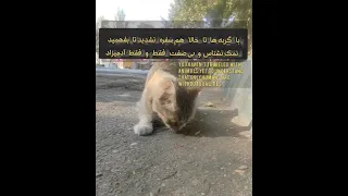 بی صفت و قدر نشناس فقط آدمیزاده نه حیوون Cat Kitten سگ گربه 