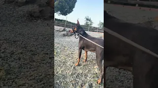 #dream #fyp #sailing #boat #petsofinstagram #petsofyoutube #doberman #vlog