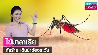  ไข้มาลาเรียเกิดจากอะไร และแพร่กระจายอย่างไร 