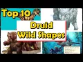 Top 10 Best Druid Wild Shapes in DnD 5E CR 1 and Lower