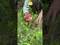 Download Lagu Манатарка-мечта! Такава не се вижда всеки ден!