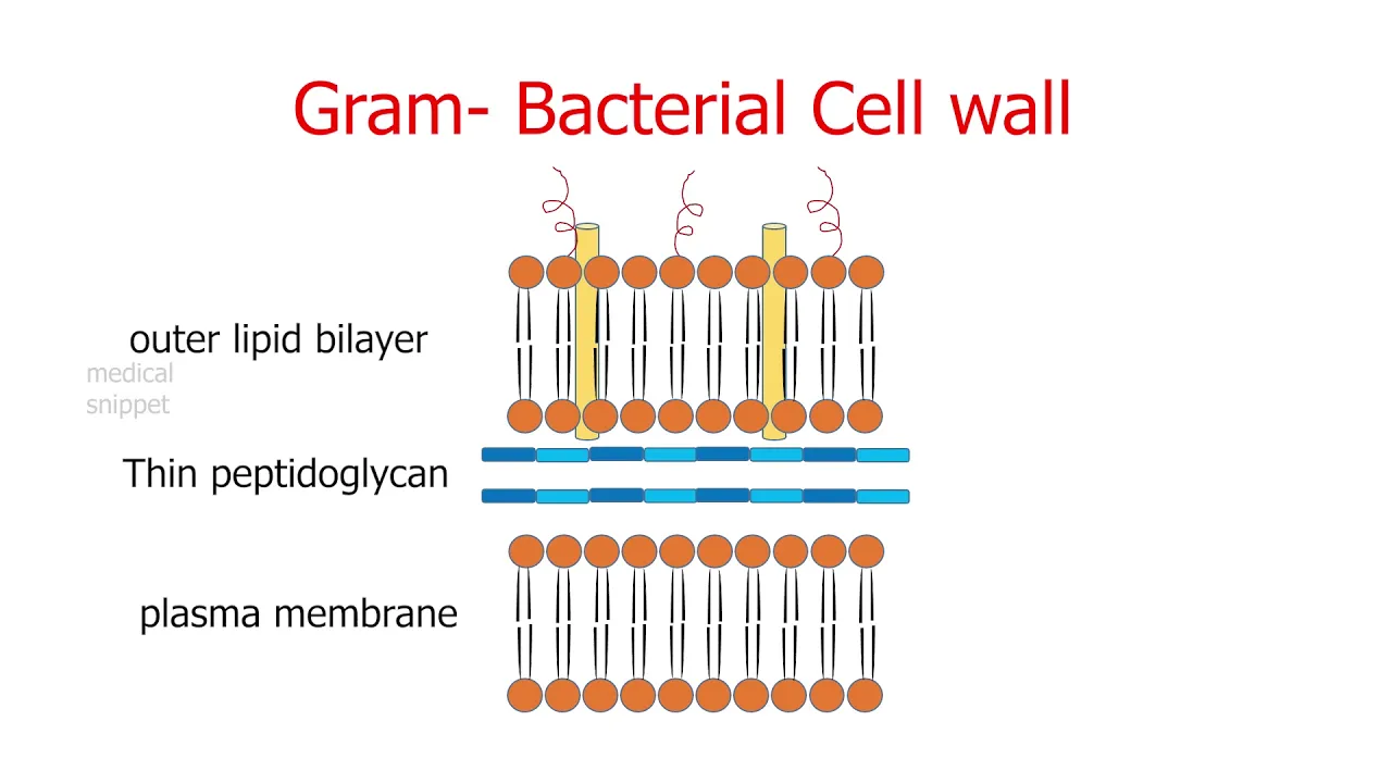 Penicillin and Beta lactam Antibiotics | Mechanism of Action and Resistance | Antibacterial spectrum