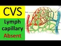 Lymph capillaries are absent in following location