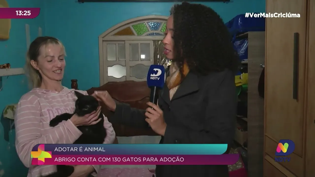 Adotar é animal: Conheça um abrigo encantador com mais de 130 gatos
