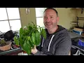Stop Killing Your Peace Lily Houseplant -  SPATHIPHYLLUM Care Guide
