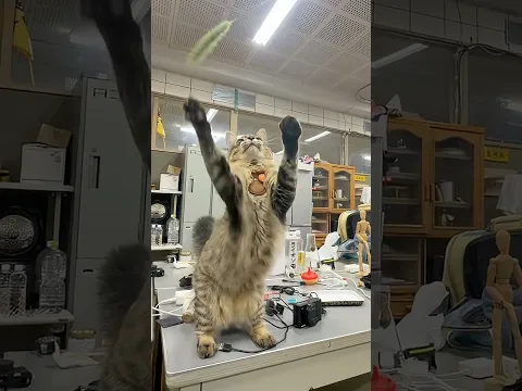 猫じゃらしって本当にじゃれるの？【検証】#野生出身