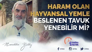 Haram olan hayvansal yemle beslenen tavuk yenebilir mi?