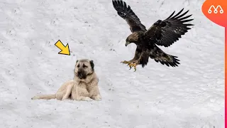 A ÁGUIA ATACOU O CACHORRO ERRADO E SE ARREPENDEU IMEDIATAMENTE