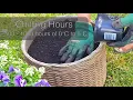 Planting Peony bulb Growing Peony instructions Grow Peony in Pots Peony Fertiliser Requirements