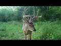 Big 8 Point Trail Cam