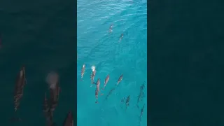 Channel Intro #short #sailingchannel